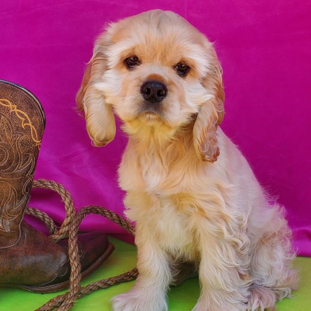 Buffy - Cocker Spaniel