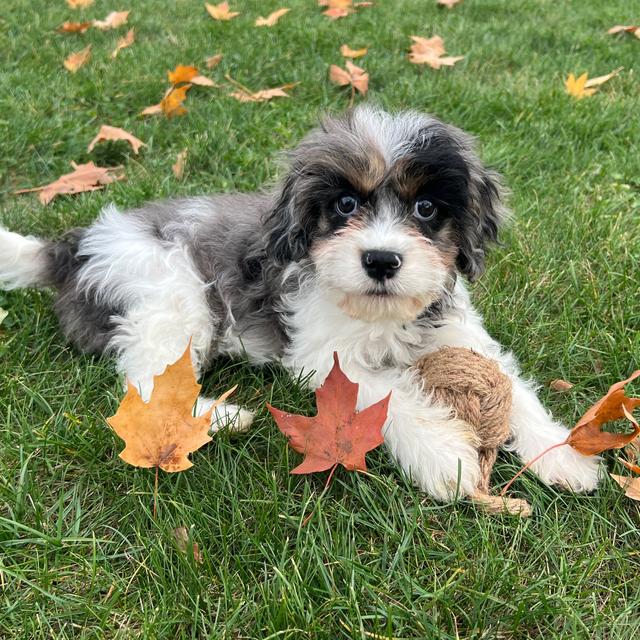 Hallam - Cavapoo