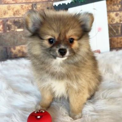 Lacey - Pomeranian