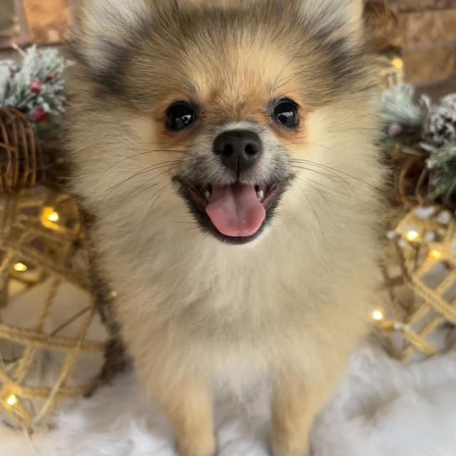 Lacey - Pomeranian