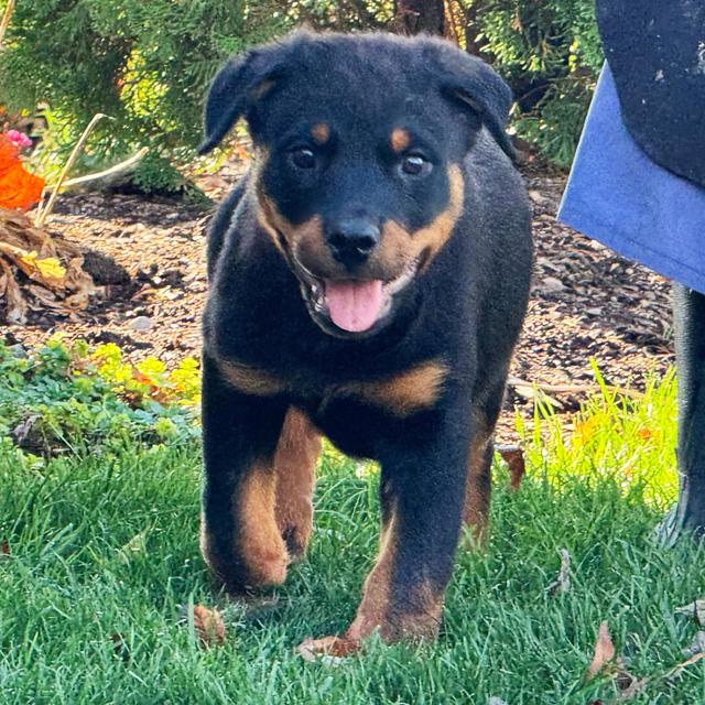 Nelson - Rottweiler