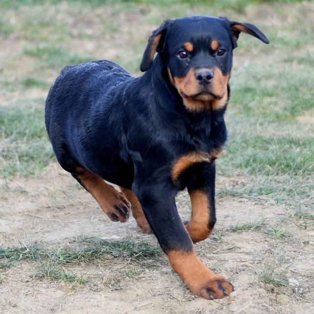 Nelson - Rottweiler