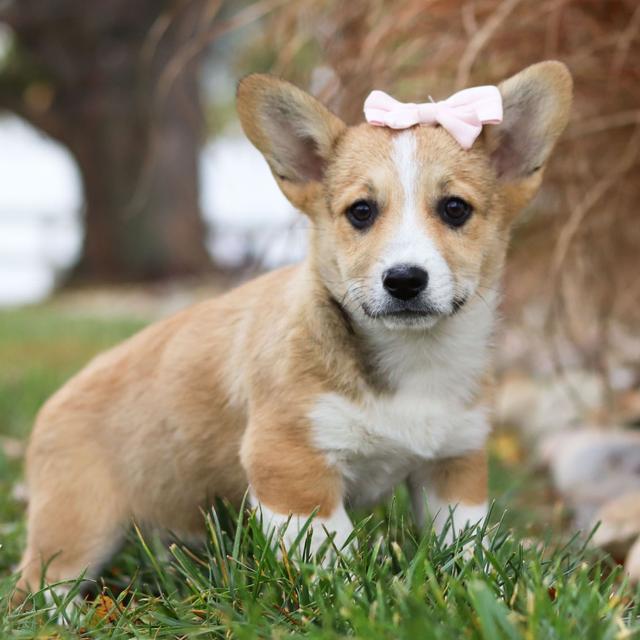 Gia - Pembroke Welsh Corgi