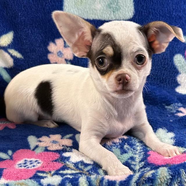 Snoopy - Chihuahua