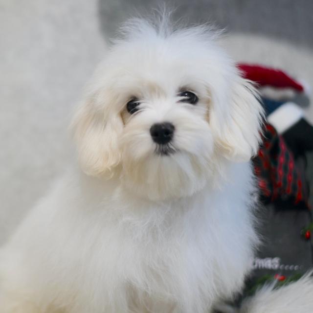 Tripp - Maltese