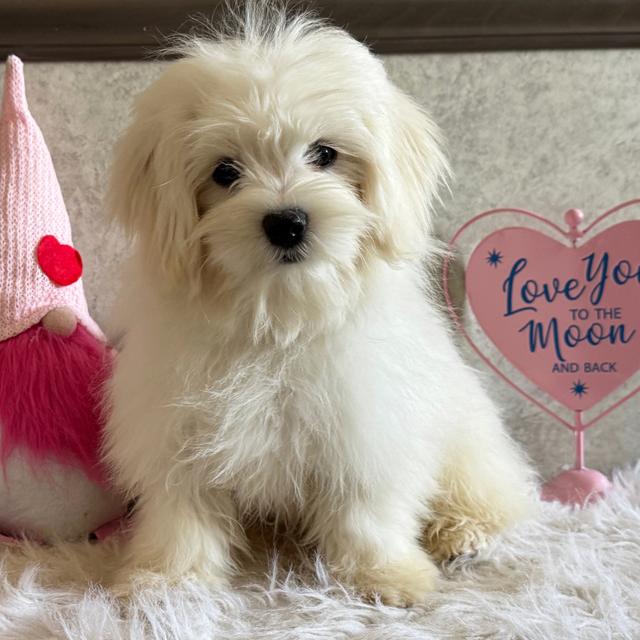 Tripp - Maltese