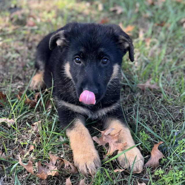 Atticus - German Shepherd Dog