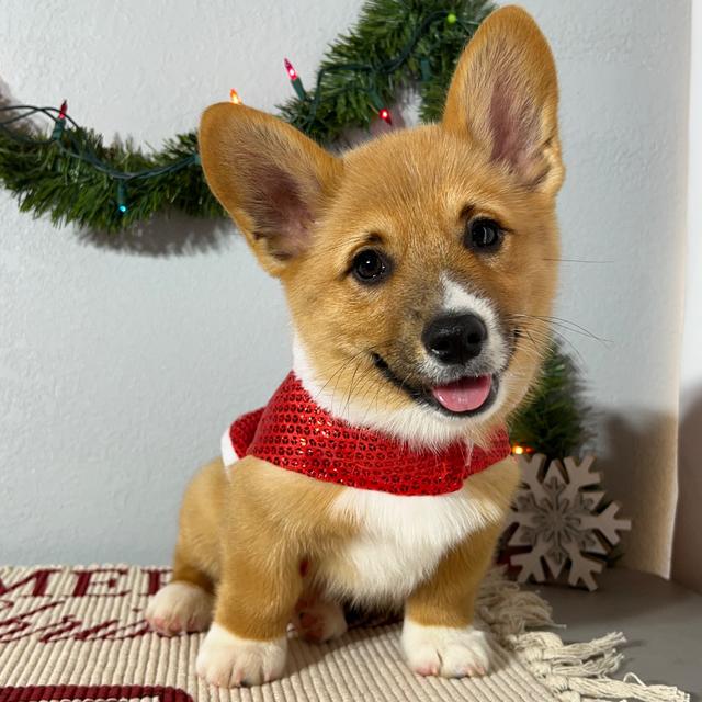 Murphy - Pembroke Welsh Corgi