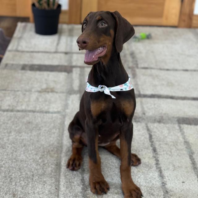 Duchess - Doberman Pinscher