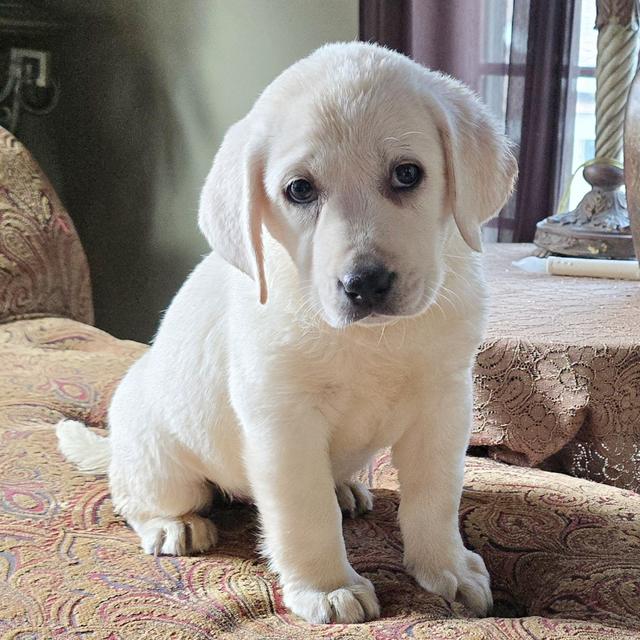 Prancer - Labrador Retriever