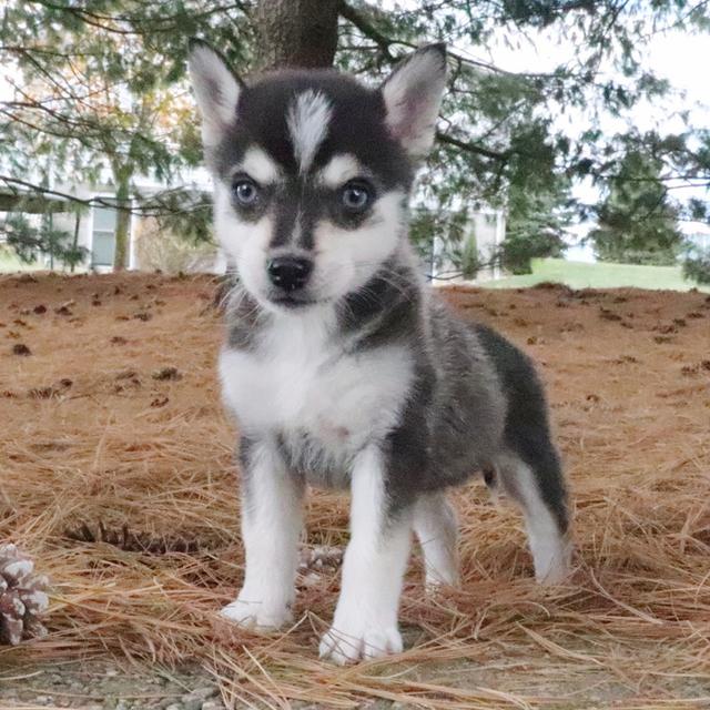 Paisley - Pomsky