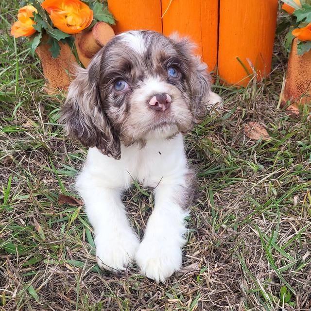 Maive - Cocker Spaniel