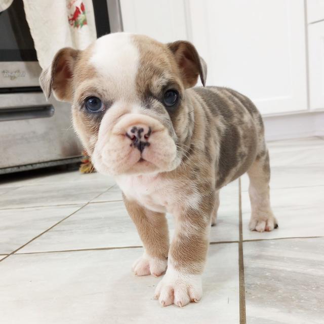 Bella - Bulldog