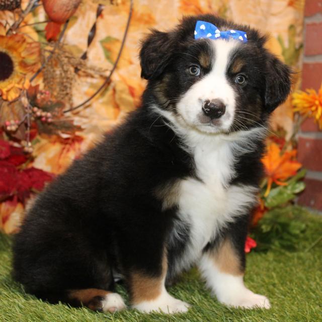 Penryn - Australian Shepherd