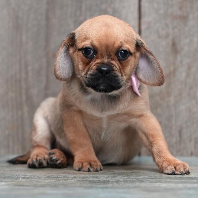 Beauty - Puggle