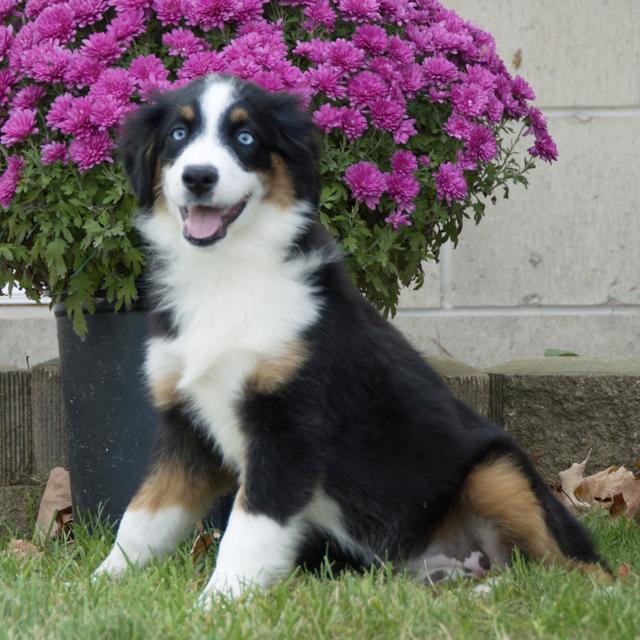 Oreo - Miniature American Shepherd