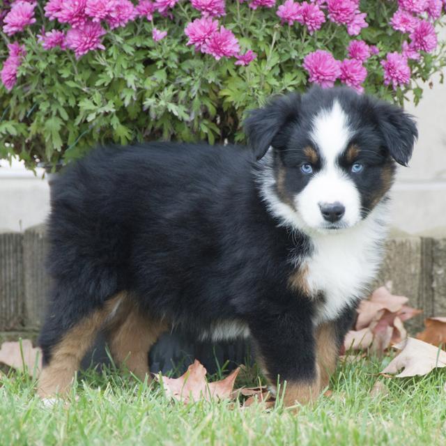 Lenny - Miniature American Shepherd