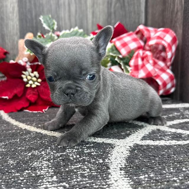 Tamara - French Bulldog