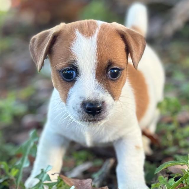 Bebe - Jack Russell Terrier