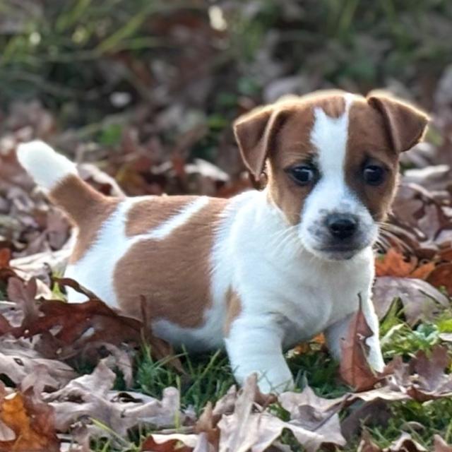 Bebe - Jack Russell Terrier