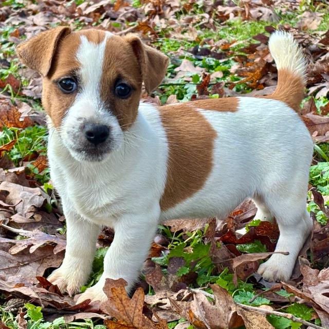 Bebe - Jack Russell Terrier