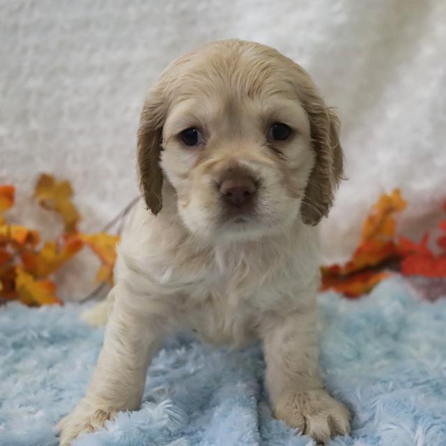 Holly - Cocker Spaniel