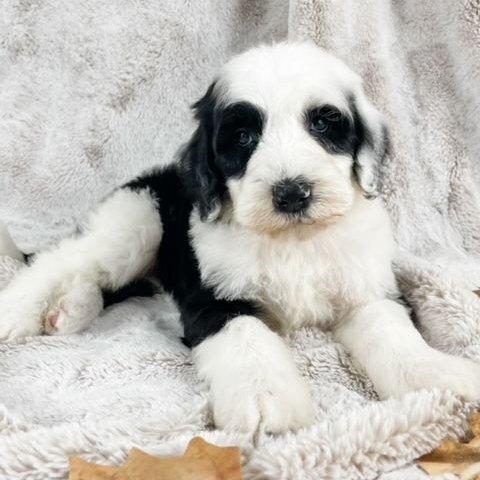 Cider - Sheepadoodle