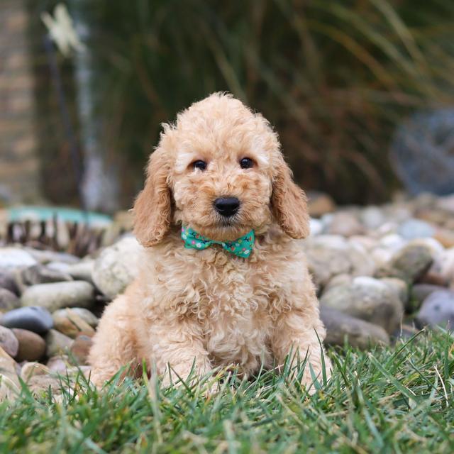 Ivan - Labradoodle