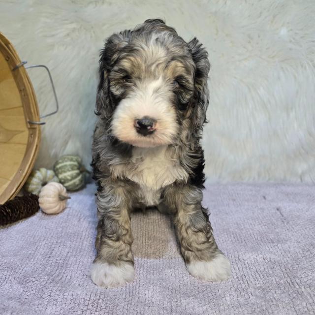 Souffle - Bernedoodle