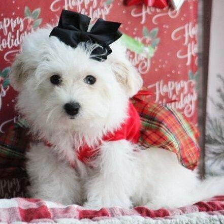 Sarah Ann - Maltipoo