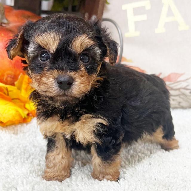 Hudson - Yorkiepoo