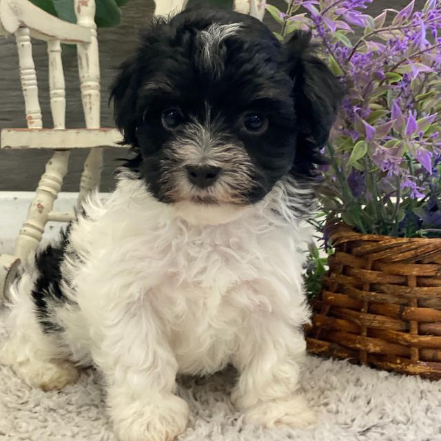 Dylan - Havanese