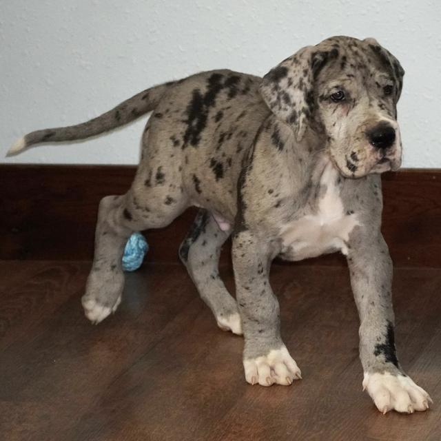 Nicholas - Great Dane