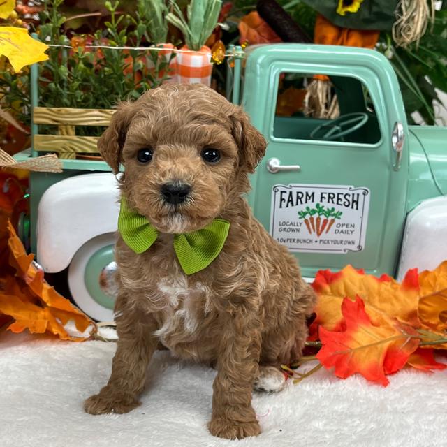 Benji - Goldendoodle