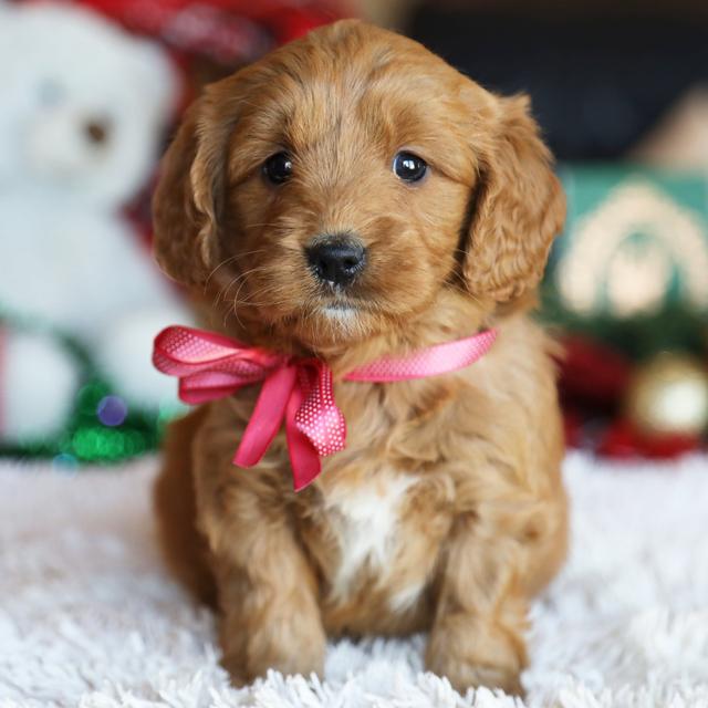 Aster - Goldendoodle