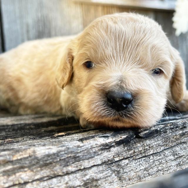 Kyler - Goldendoodle