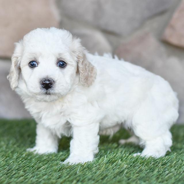 Kyle - Bichon Frise