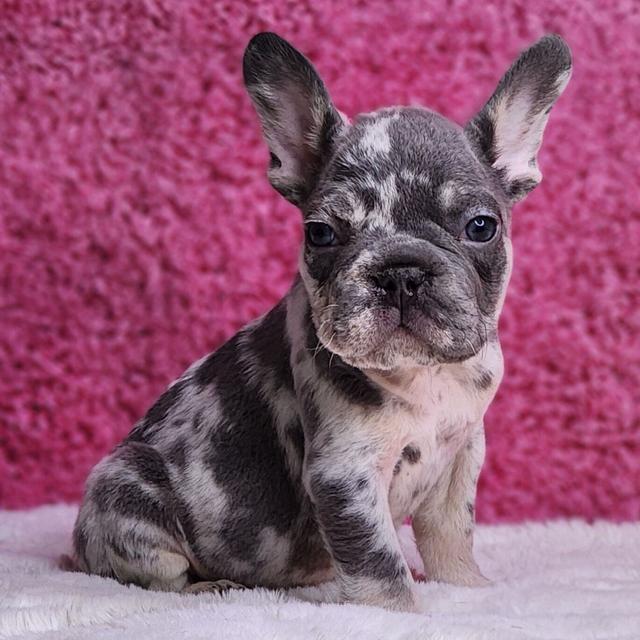 Christ - French Bulldog