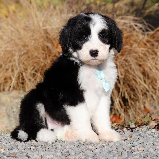 Glen - Sheepadoodle