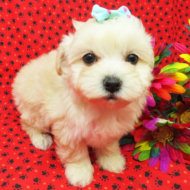 Izzy - Maltipoo