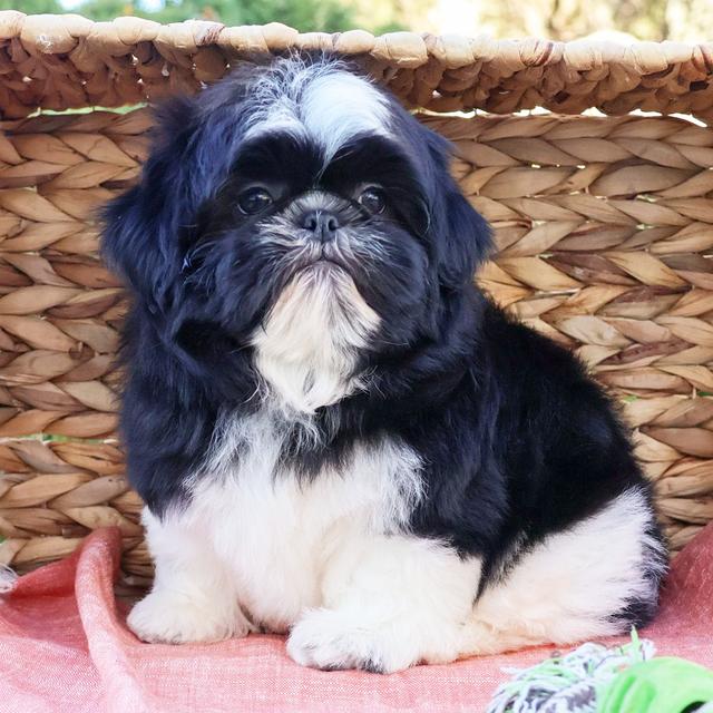 Ford - Shih Tzu