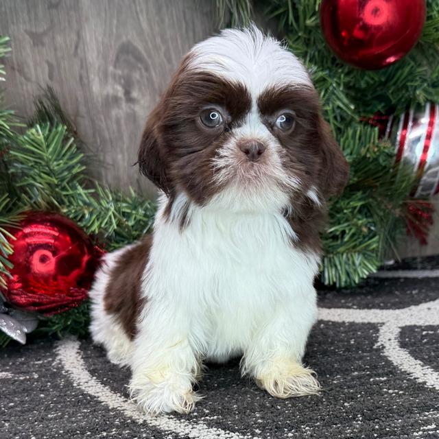 Ann - Shih Tzu