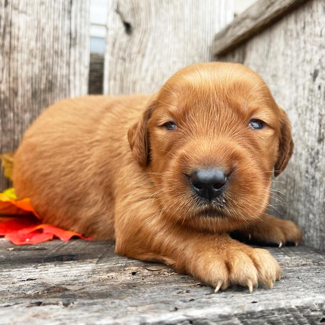 Mindy - Golden Retriever