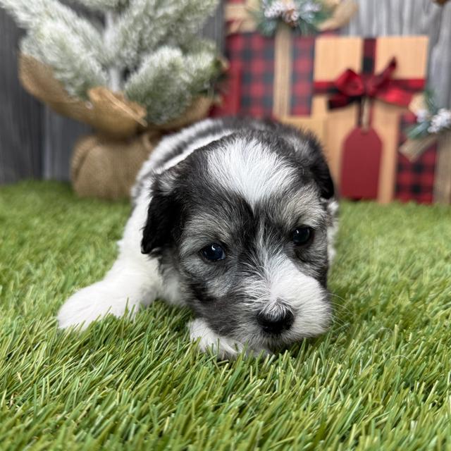 Harley - Coton de Tulear