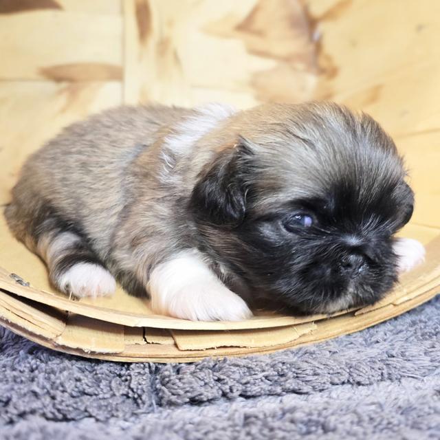 Perla - Pekingese