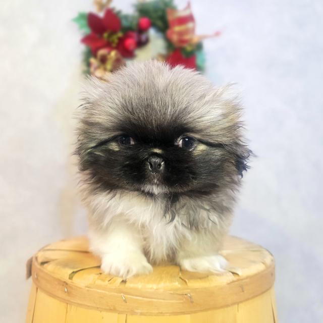 Perla - Pekingese