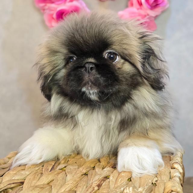 Perla - Pekingese