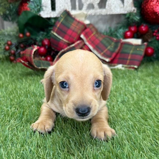 Maverick - Dachshund