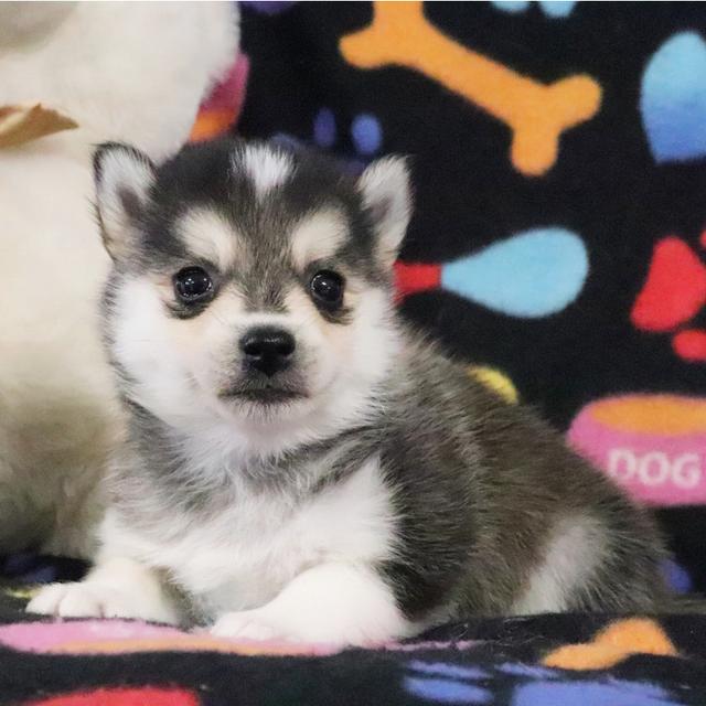 Mason - Pomsky