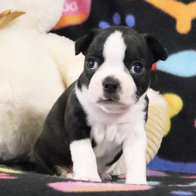 Destiny - Boston Terrier